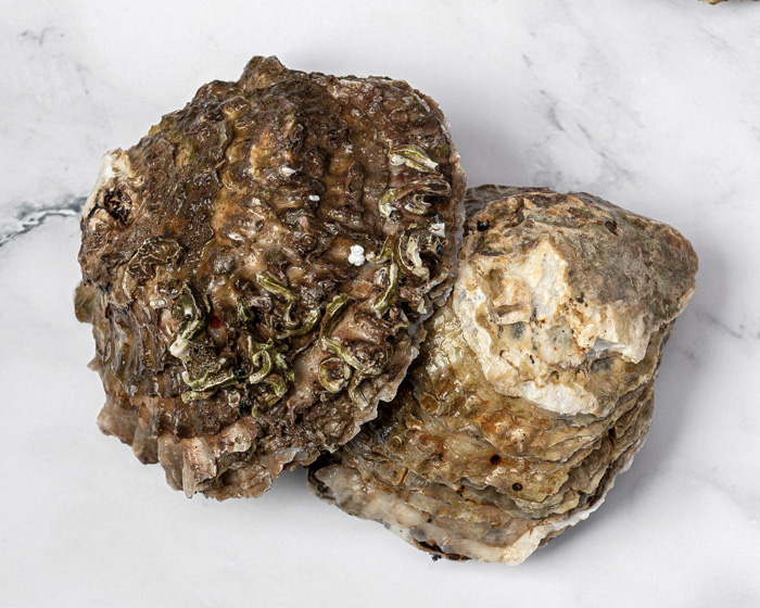 Ostra plana