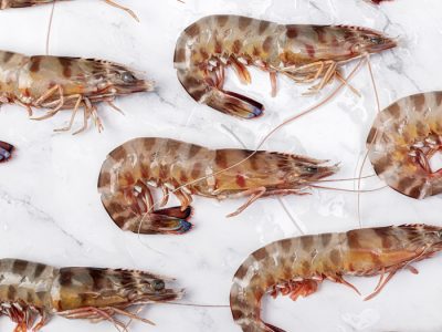 Langostino tigre