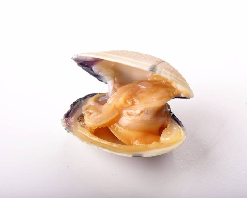 Almeja fina