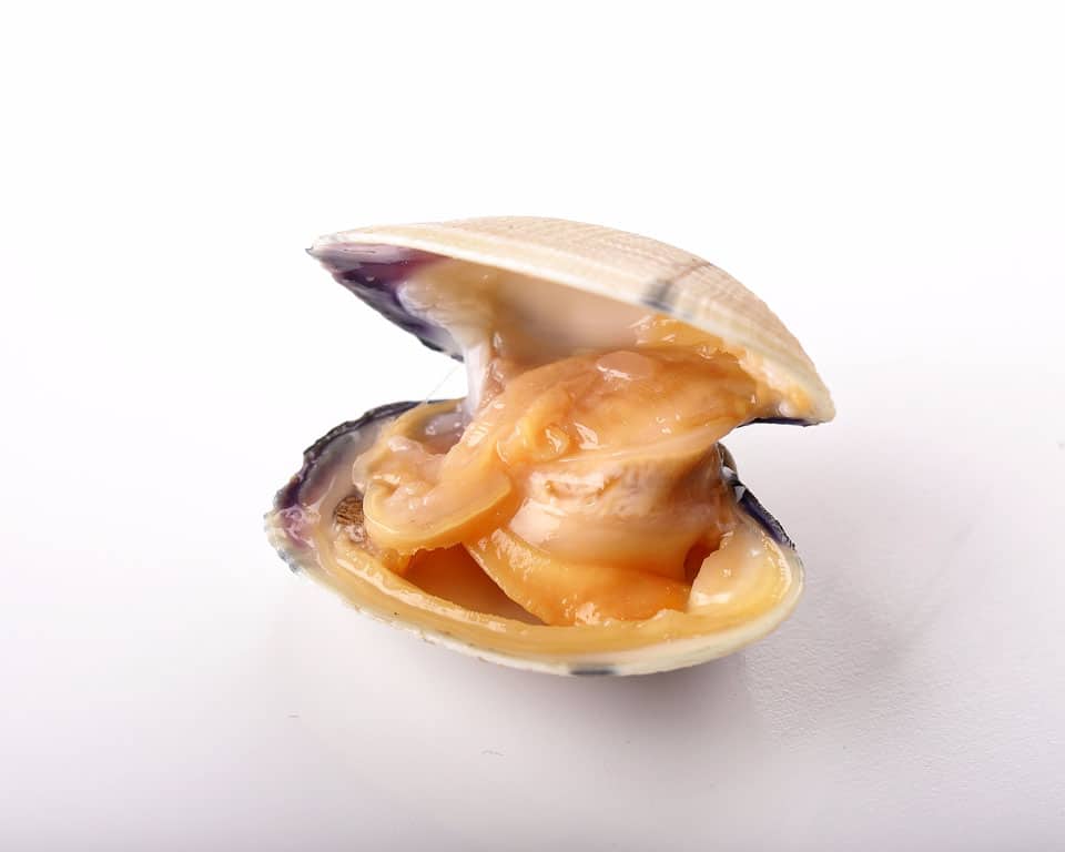 Almeja fina