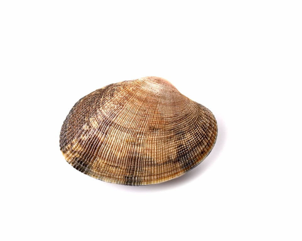 Almeja