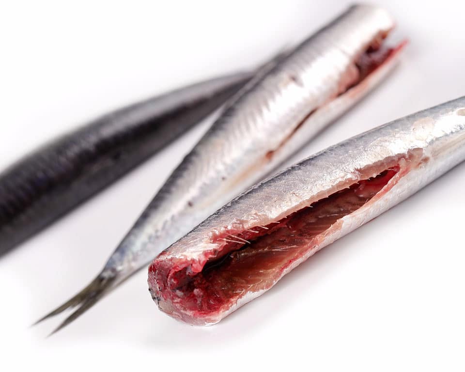 Anchoa del Cantábrico - Imagen 2
