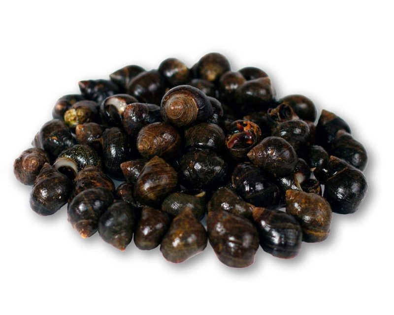 Bigaros cocidos