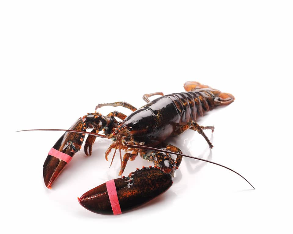Bogavante de Canadá
