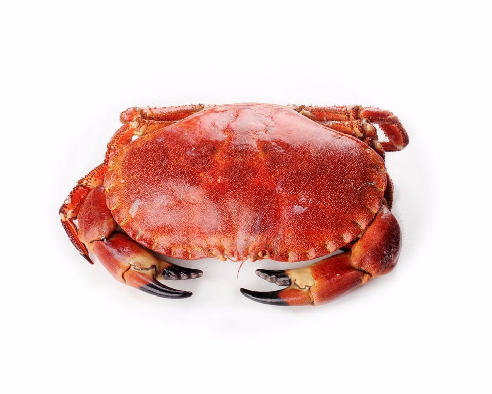 Buey de mar cocido