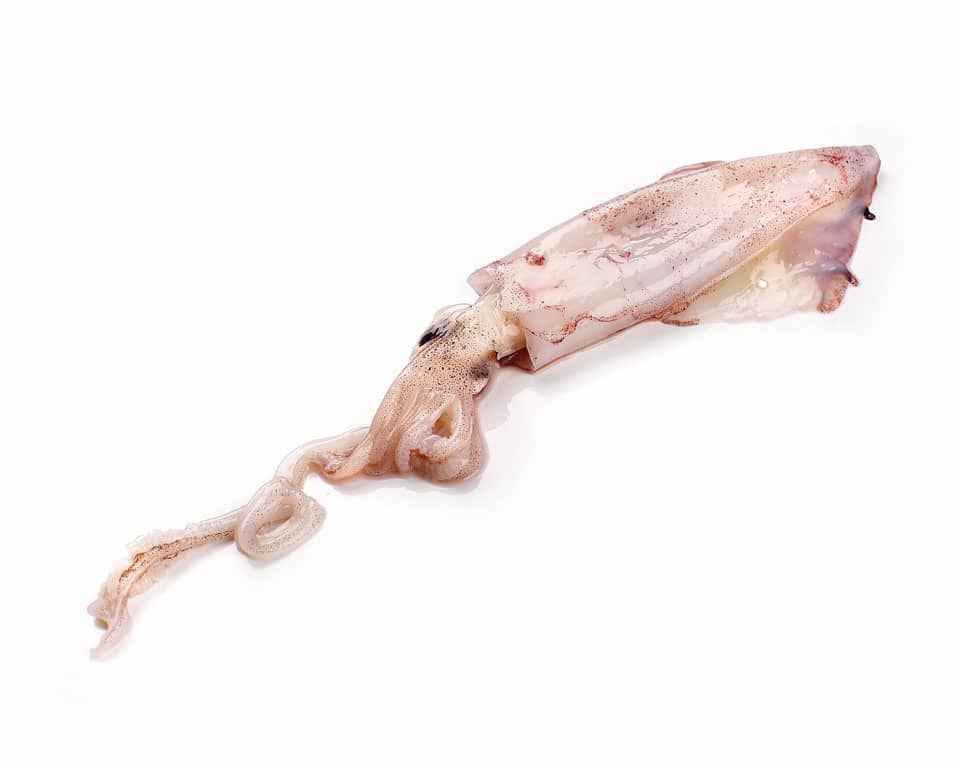 Chipirón limpio de anzuelo