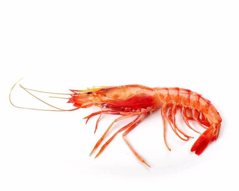 Gamba roja