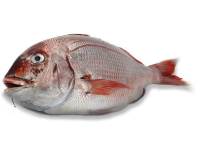Pargo