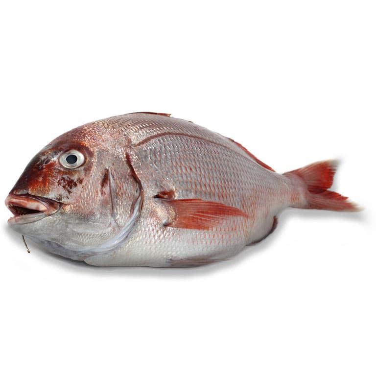 Pargo