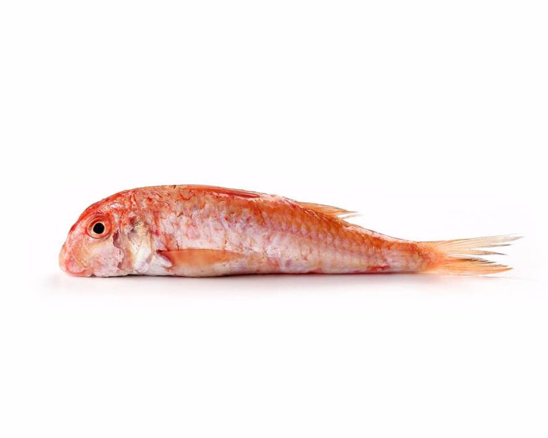 Salmonete fresco
